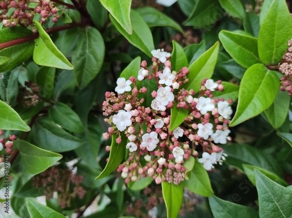 Obraz Viburnum tinus 'Spirit'