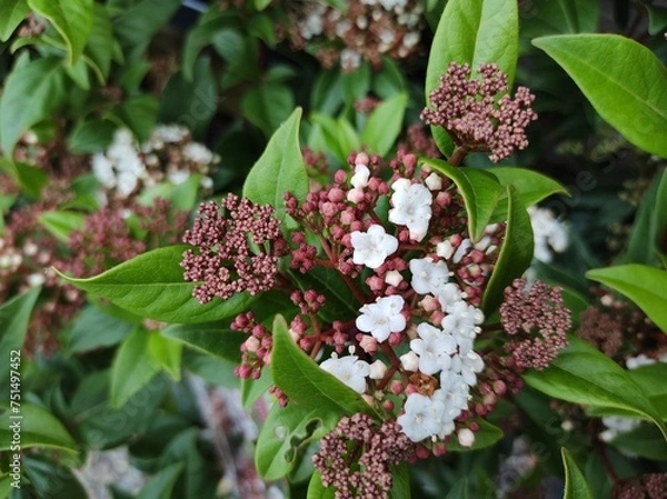 Obraz Viburnum tinus 'Spirit'