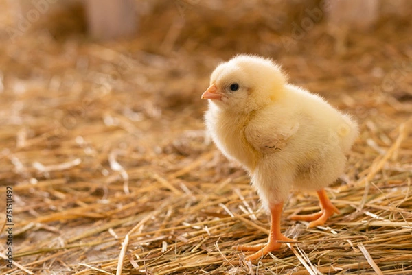 Fototapeta yellow little chicken stands on the straw