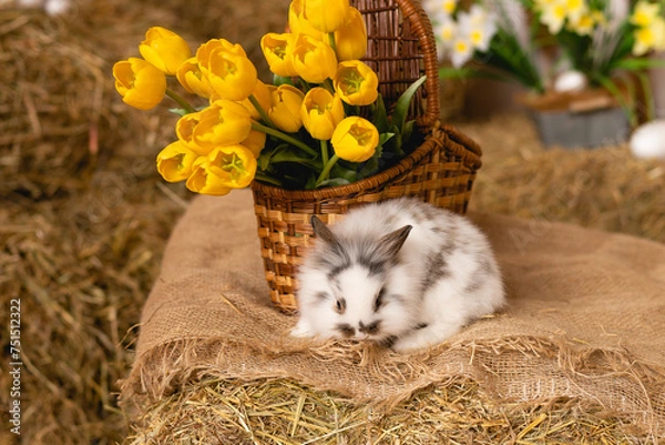 Fototapeta Easter bunny sits on straw with yellow tulips