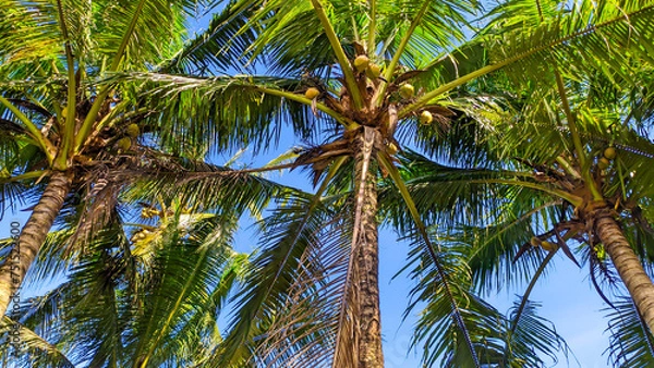 Fototapeta View of tall coconut trees with clear cloudy sky with empty space in Indonesia