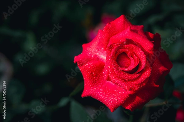 Fototapeta Close up of red rose on top view in garden, flower and valentine