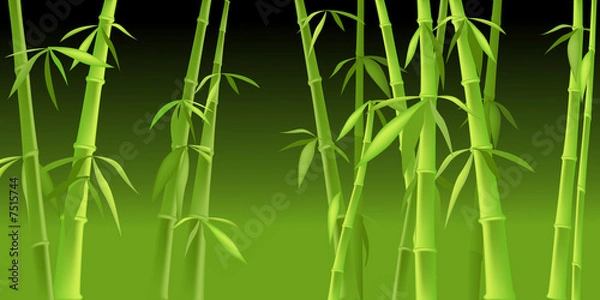 Obraz chinese bamboo trees