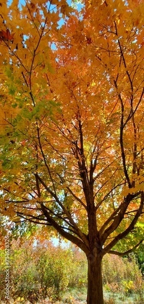 Obraz autumn tree in the park