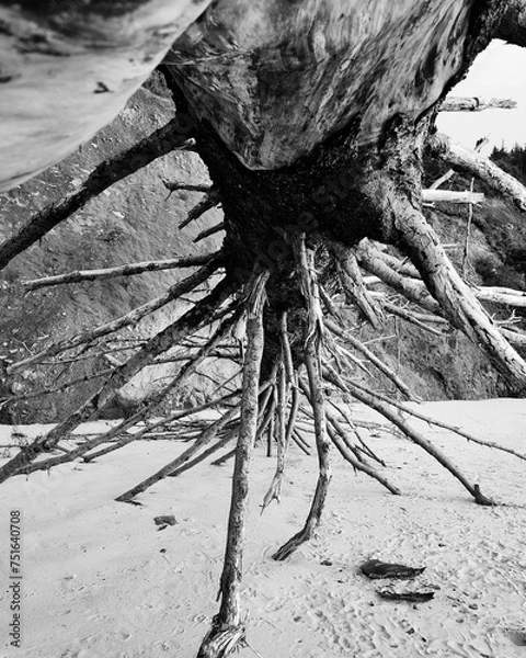 Fototapeta tree on the beach