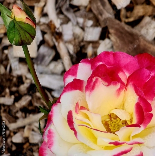 Obraz rose and rose bud