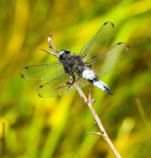 Fototapeta Niebieska ważka
