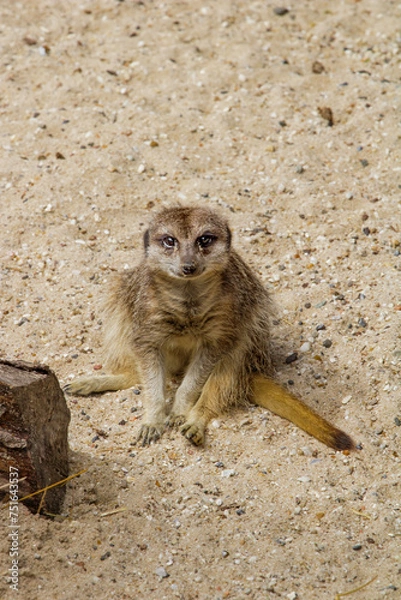 Obraz meerkat portrait 