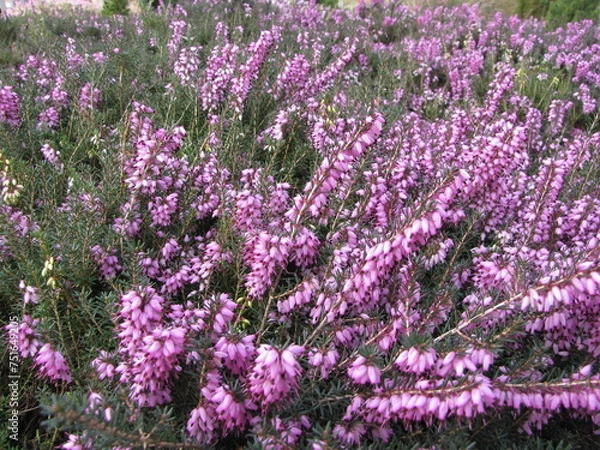 Obraz Heide Pflanzen un Blüte, Heideblüte