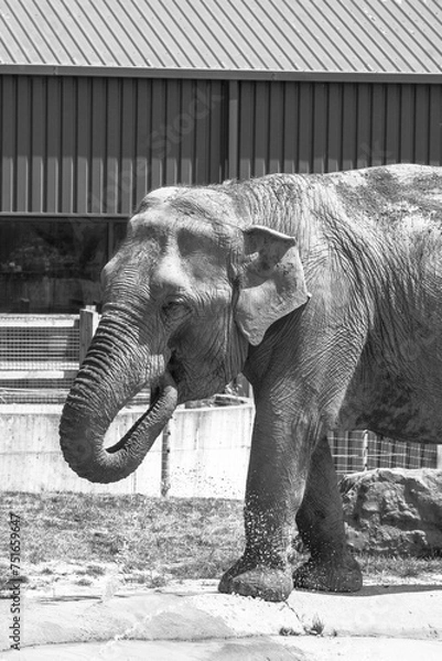 Obraz Elephant drinking 