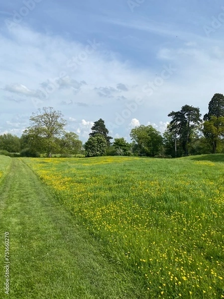 Obraz field and blue sky