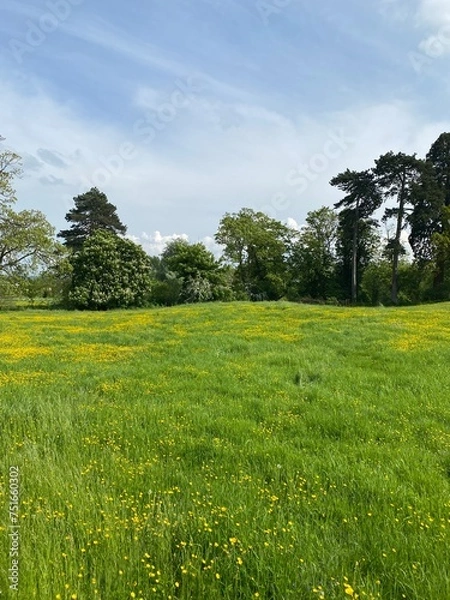 Obraz field and blue sky