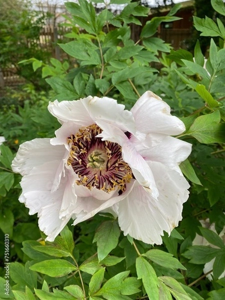 Obraz Flower in bloom