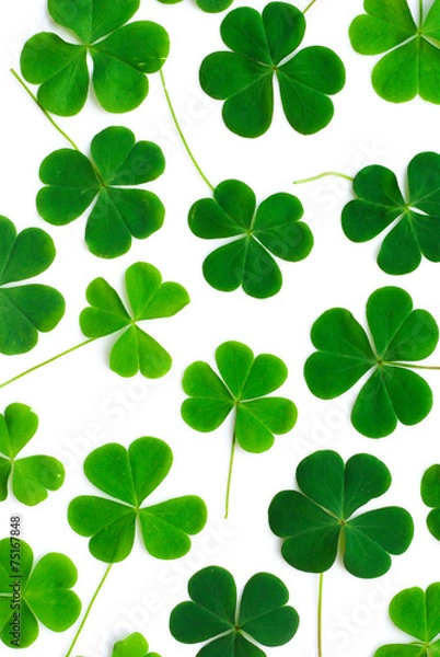 Obraz Bear Clover Leaf Green, background