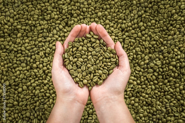 Fototapeta Zielona ziarna kawy w rękach kobiety.