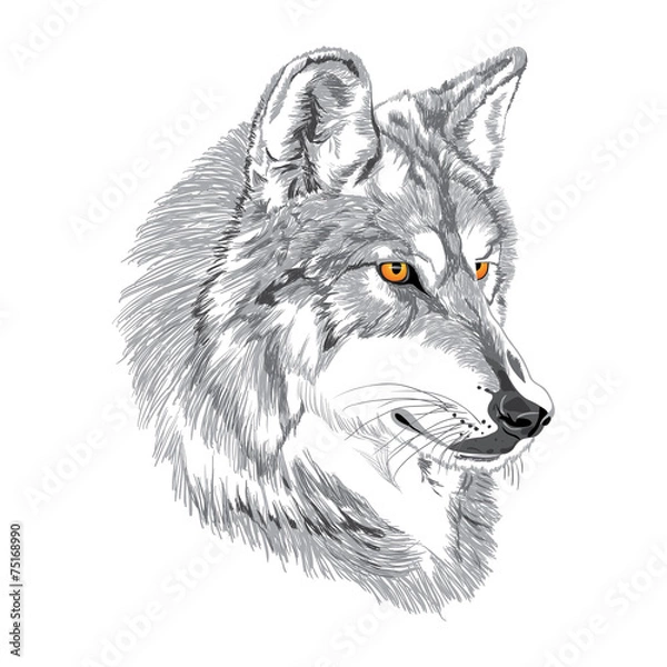 Fototapeta Wolf muzzle sketch