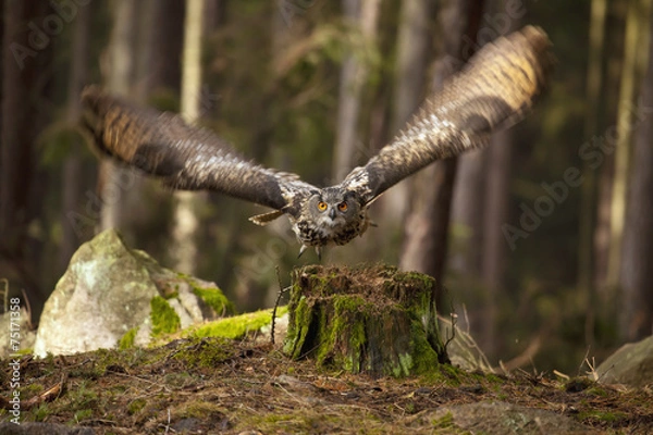 Fototapeta bubo bubo