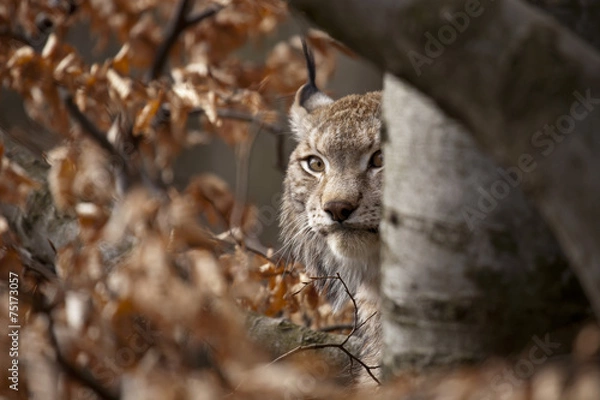 Fototapeta bobcat