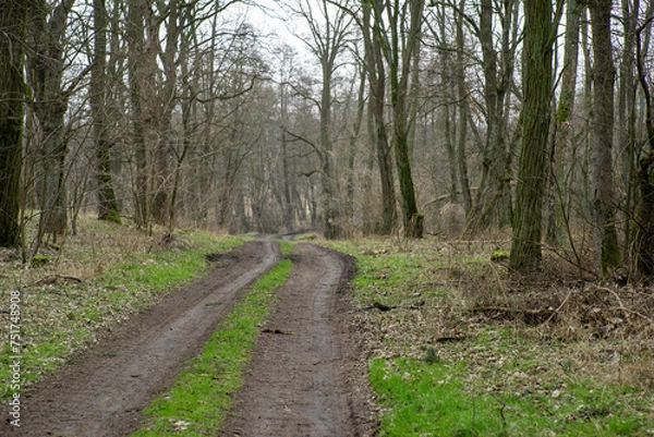 Obraz Droga wśród robinii