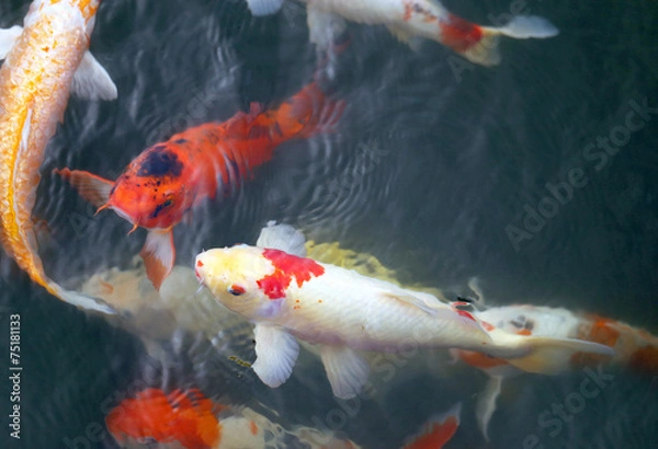 Obraz colorful carp