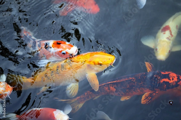 Fototapeta colorful carp