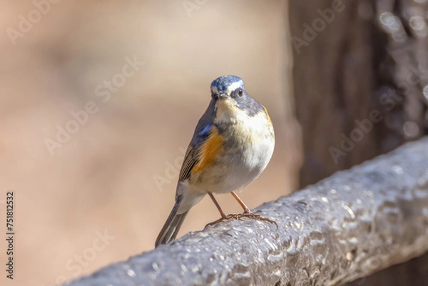 Fototapeta 遊歩道の手すりとまるルリビタキ