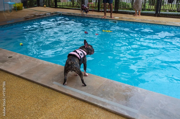 Obraz Boston Terrier in the Pool