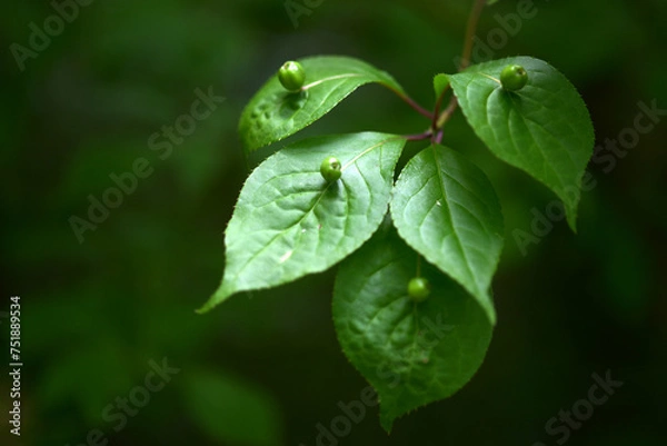 Fototapeta ハナイカダ