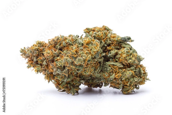 Obraz Marijuana flower isolated on white background