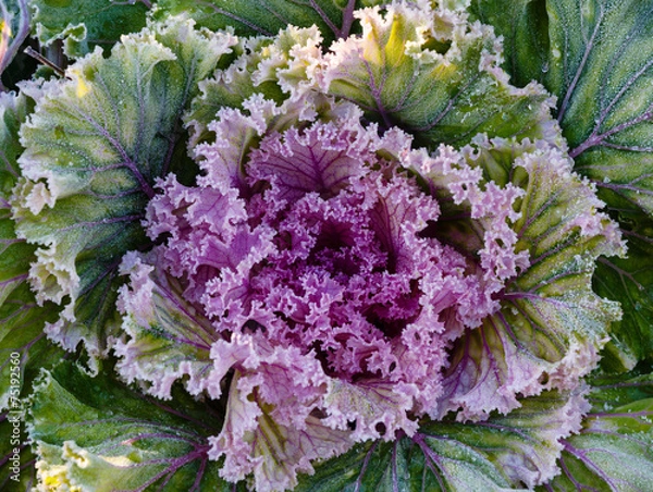Obraz Decorative garden cabbage covered with hoarfrost