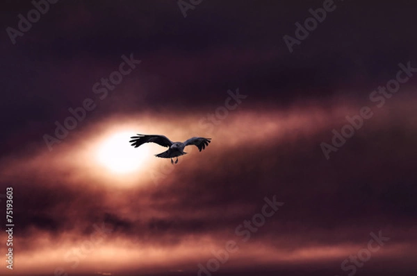 Obraz Хмурое осеннее солнце.