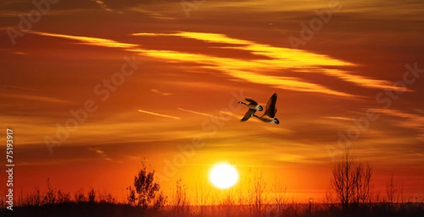 Obraz Улетают гуси в тёплые края.....