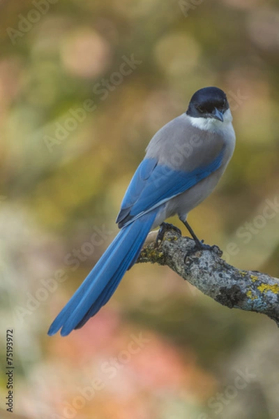 Obraz Cyanopica cyanus