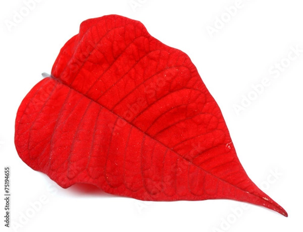 Obraz leaf detail Easter plant poinsettia