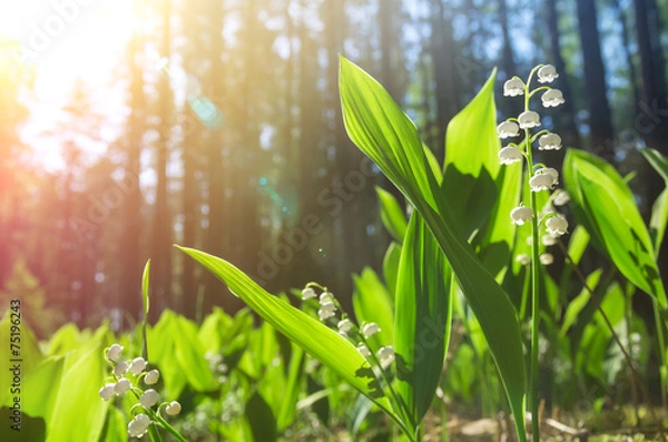 Obraz Blossoming lilies of the valley in a sunny forest