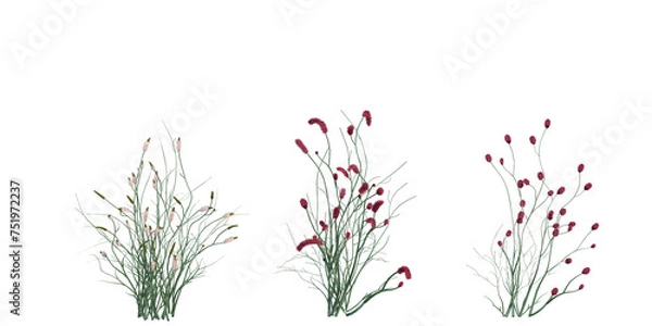 Obraz 3d Render Brush Tree Isolated  on white