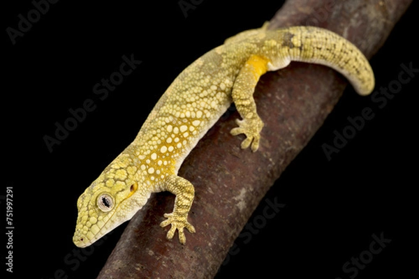 Fototapeta Bauer's Chameleon Gecko (Eurydactylodes agricolae)