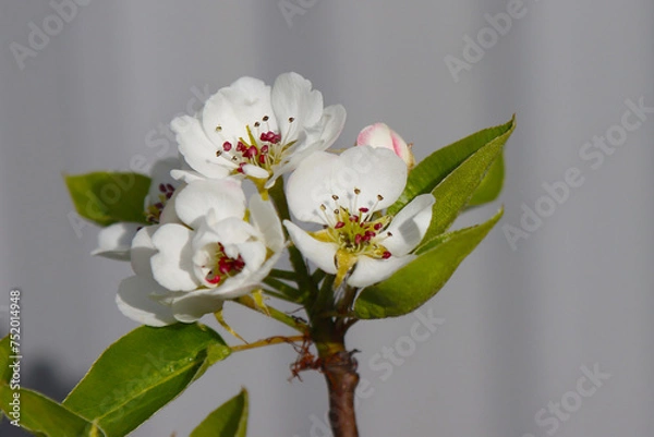 Fototapeta Flowering pear tree.