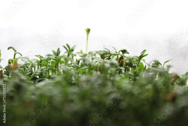 Fototapeta Microgreens watercress. Cress seedlings. Growing microgreen sprouts. Photo with selective focus. Blurred foreground and background