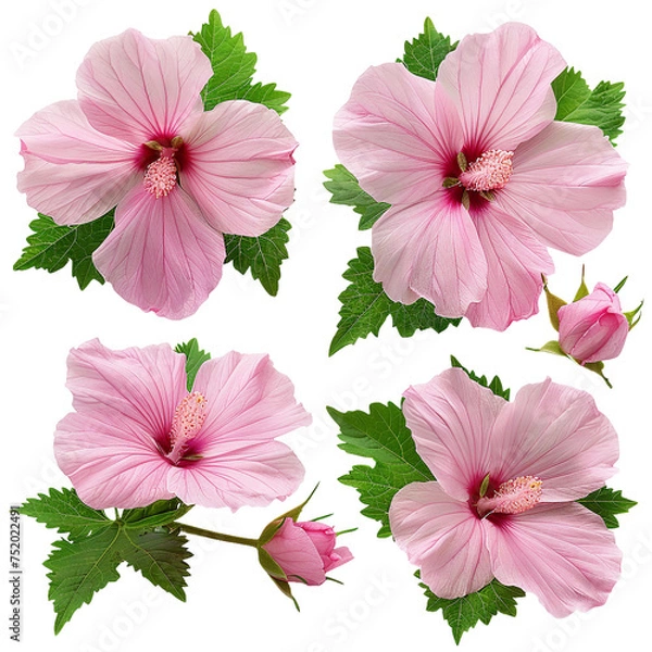 Obraz Close-Up of Vibrant Pink Mukuge Rose of Sharon Blossom in Summer Garden on transparent background - Botanical Elegance and Natural Beauty Captured Outdoors