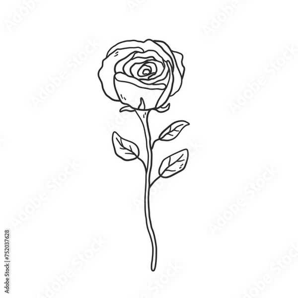 Fototapeta Rose with stem and leaves. Hand drawn doodle and linear drawing style. Vector, png sketch of garden flower isolated on transparent background