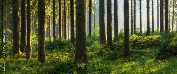 Fototapeta Panorama of Natural Spruce Forest with Sunbeams through Morning Fog