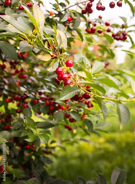 Fototapeta Fresh ripe sour cherry hanging on cherry tree