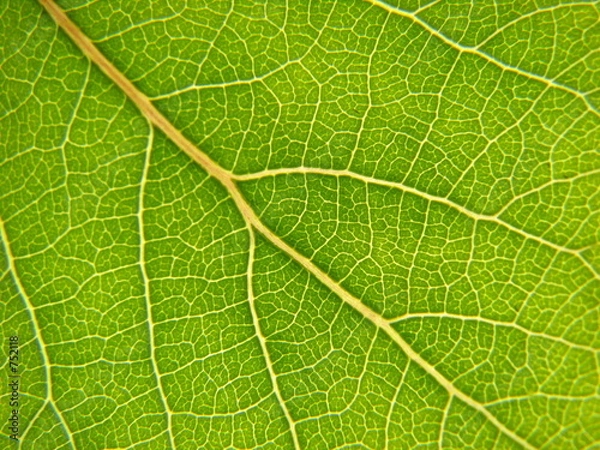 Obraz aspen leaf close up