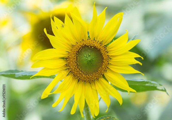 Obraz Sun flower with small spider.