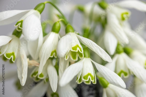 Obraz Przebiśniegi - kompozycja - tapeta