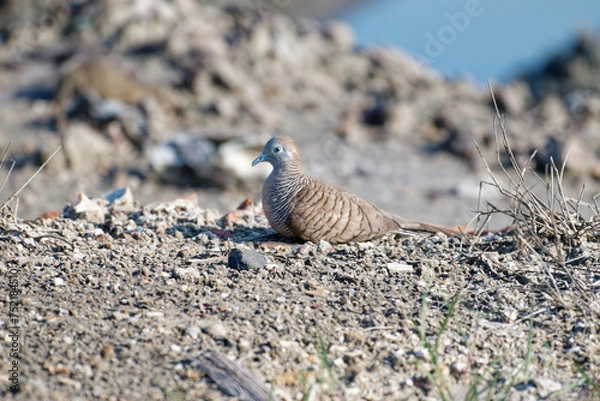 Fototapeta Javan turtle dove or geopelia striata that search for food on the ground