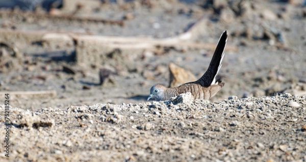Fototapeta Javan turtle dove or geopelia striata that search for food on the ground