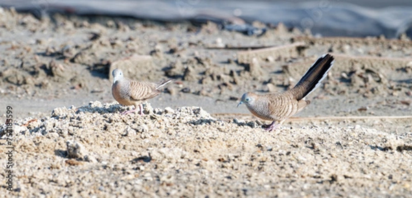 Fototapeta Javan turtle dove or geopelia striata that search for food on the ground
