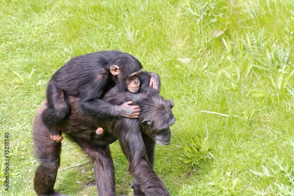 Obraz Schimpansen Mutter mit zwei Jungtieren